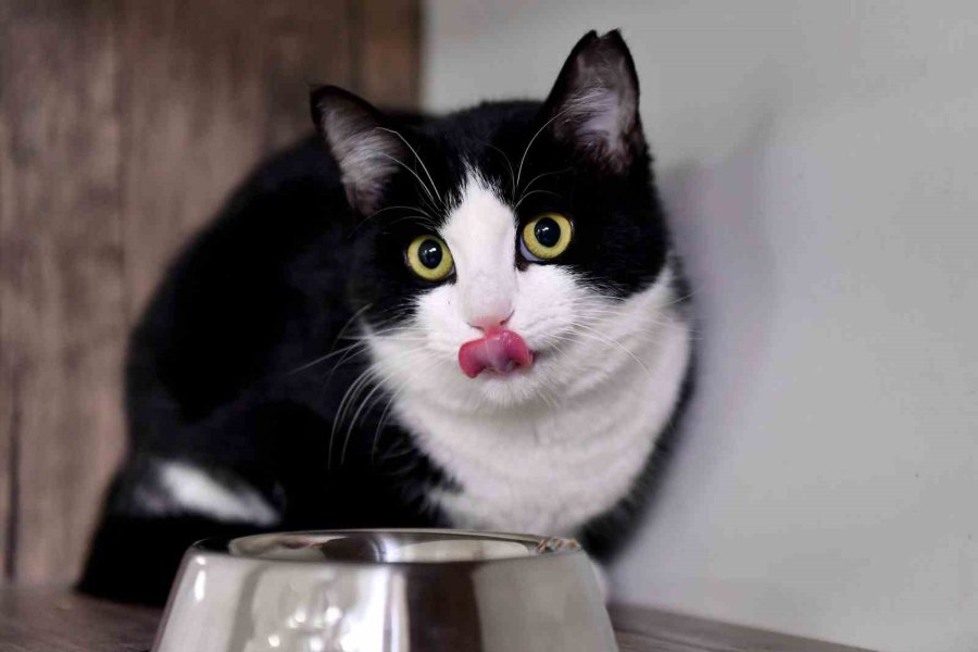 Mersin’de Saplandığı Demirden Kurtarılan Kedi Sağlığına Kavuştu