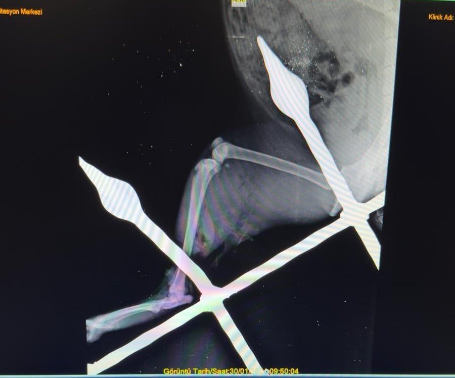 Mersin’de Saplandığı Demirden Kurtarılan Kedi Sağlığına Kavuştu