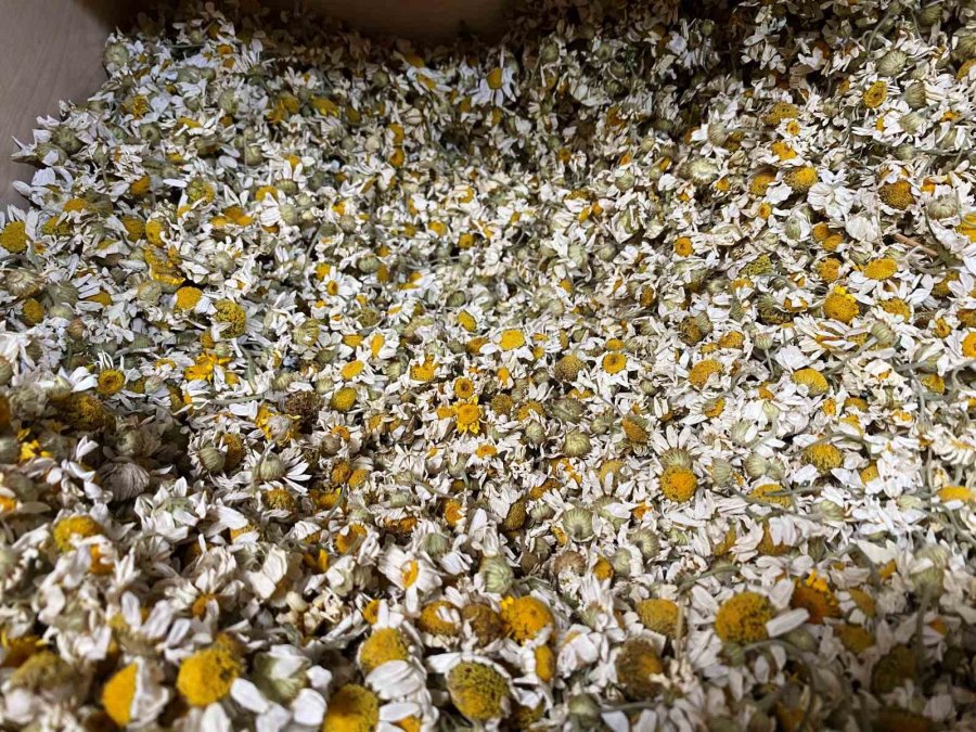 Değişken Havalarda Bağışıklık Sistemi İçin ‘baharat Çayı’ Önerisi