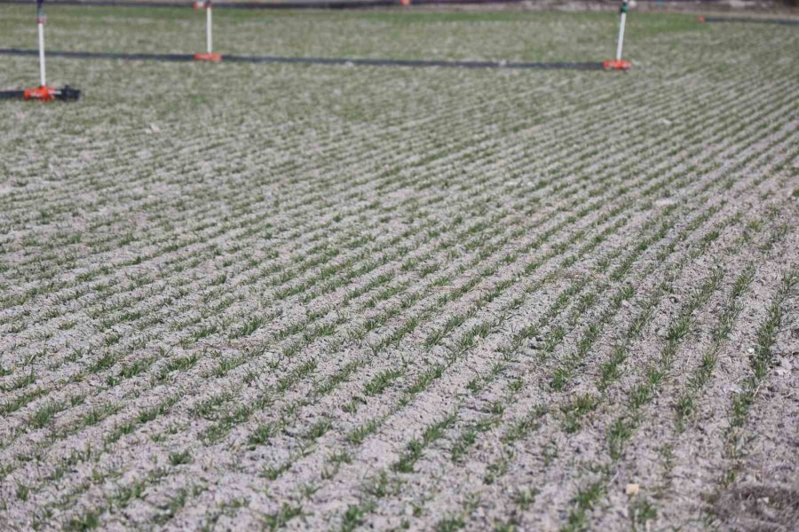 Tahıl Ambarı Konya Ovası’nda Yağışlar Rekolte Umutlarını Artırdı