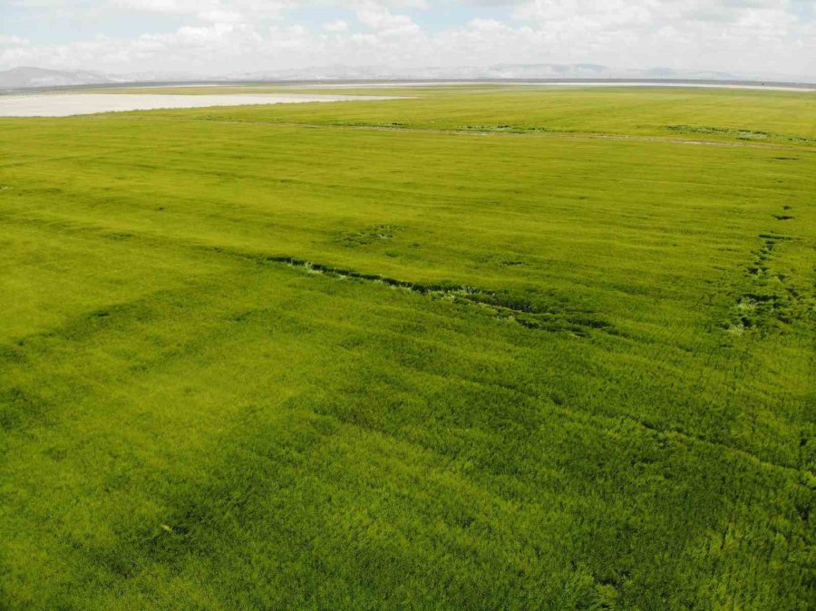 Tahıl Ambarı Konya Ovası’nda Yağışlar Rekolte Umutlarını Artırdı