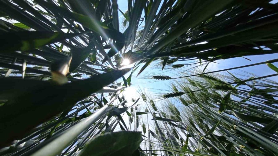 Tahıl Ambarı Konya Ovası’nda Yağışlar Rekolte Umutlarını Artırdı