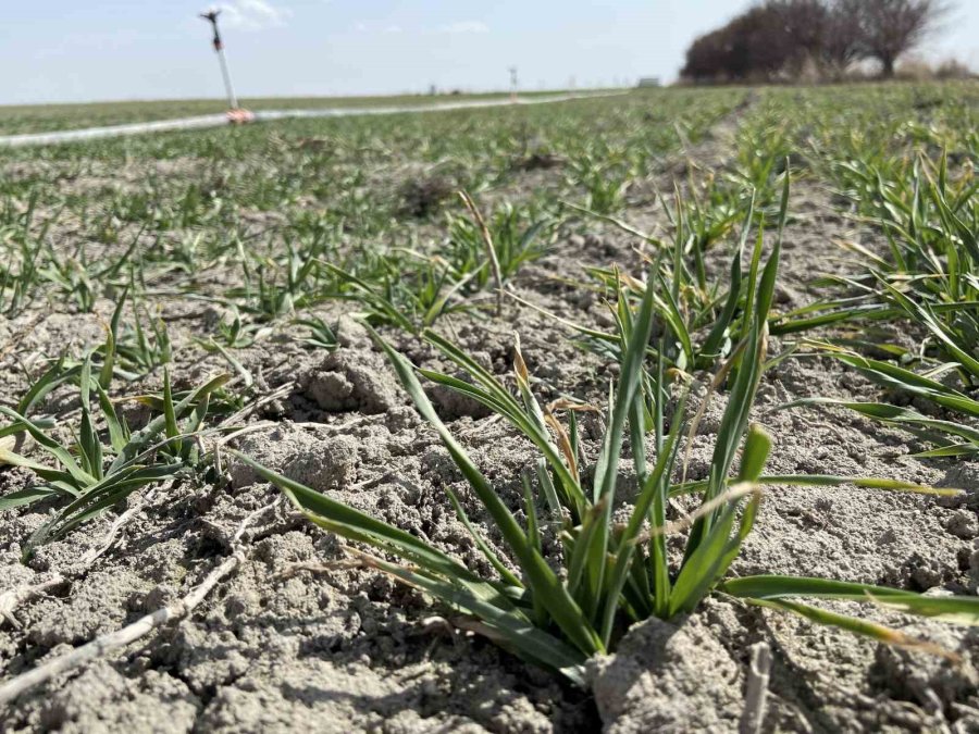 Tahıl Ambarı Konya Ovası’nda Yağışlar Rekolte Umutlarını Artırdı