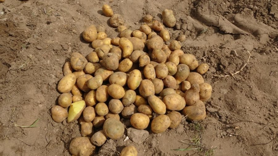 Uzmanından Çiftçilere "sertifikalı Tohum" Uyarısı