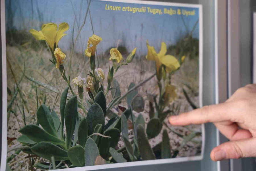 Konya Ve Çevresinde 15 Yeni Tür Bitki Bilim Dünyasına Kazandırıldı