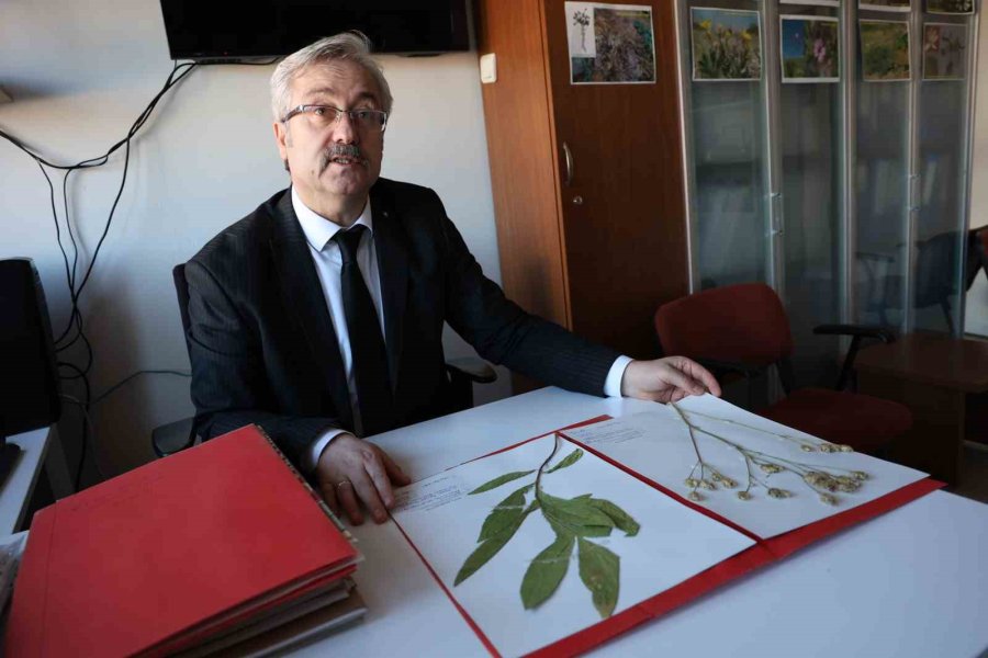 Konya Ve Çevresinde 15 Yeni Tür Bitki Bilim Dünyasına Kazandırıldı