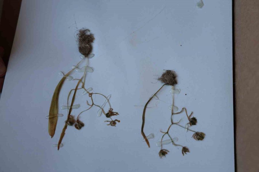 Konya Ve Çevresinde 15 Yeni Tür Bitki Bilim Dünyasına Kazandırıldı