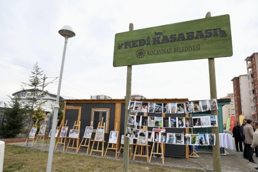 Kocasinan’da Kedi Temalı Fotoğraf Yarışması’nda Kazananlar Ödüllerini Aldı