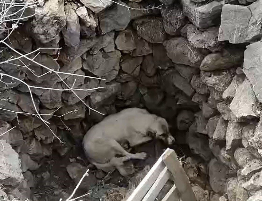 Kuyuya Düşen Köpeğe Vatandaştan Yardım Eli