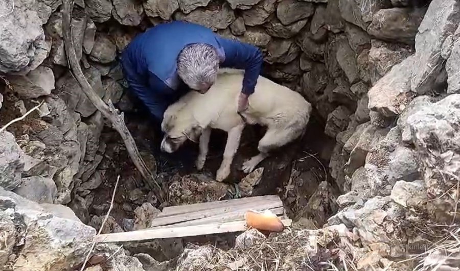 Kuyuya Düşen Köpeğe Vatandaştan Yardım Eli