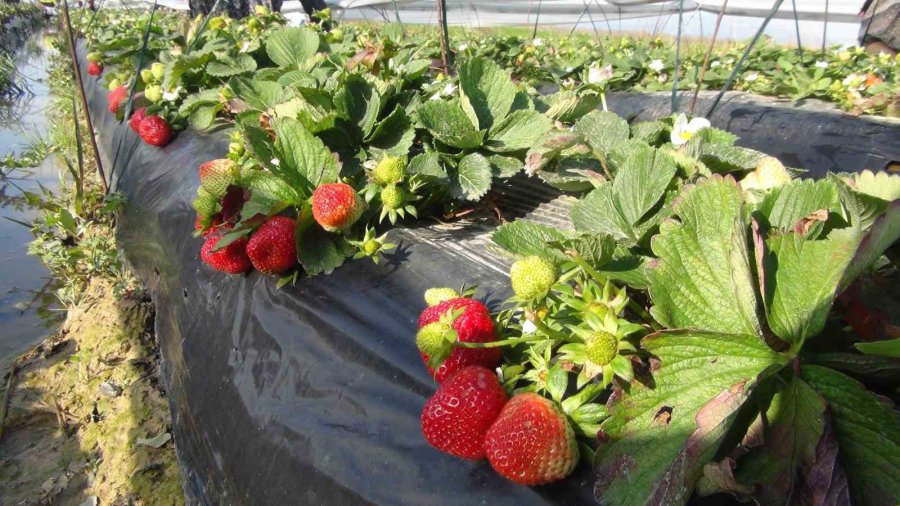 Mersin’de Örtü Altında Çilek Hasadı Sürüyor