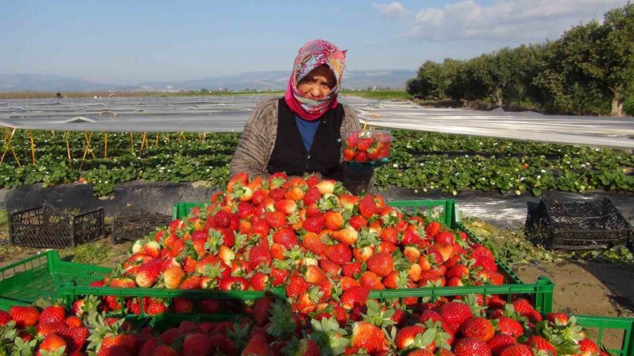 Mersin’de Örtü Altında Çilek Hasadı Sürüyor