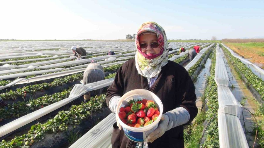 Mersin’de Örtü Altında Çilek Hasadı Sürüyor