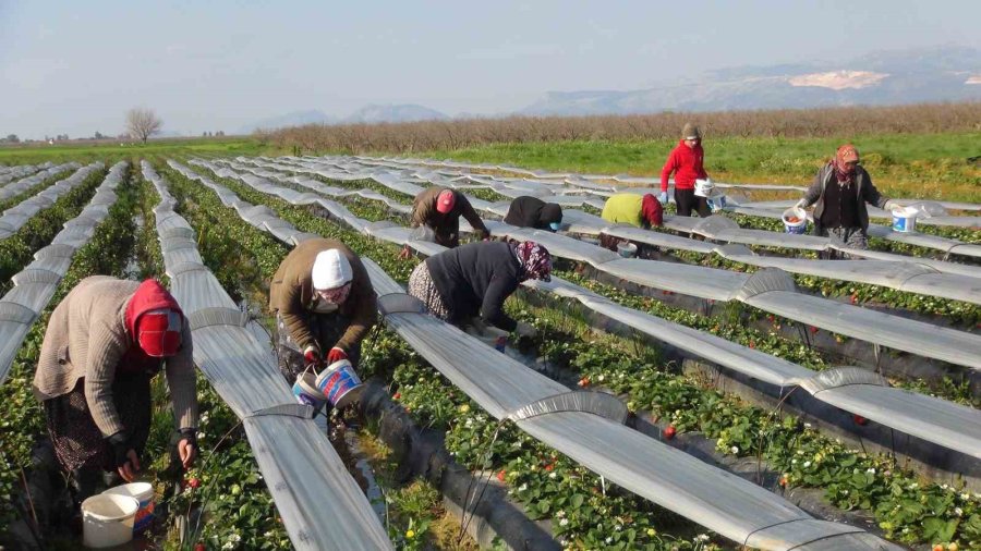 Mersin’de Örtü Altında Çilek Hasadı Sürüyor
