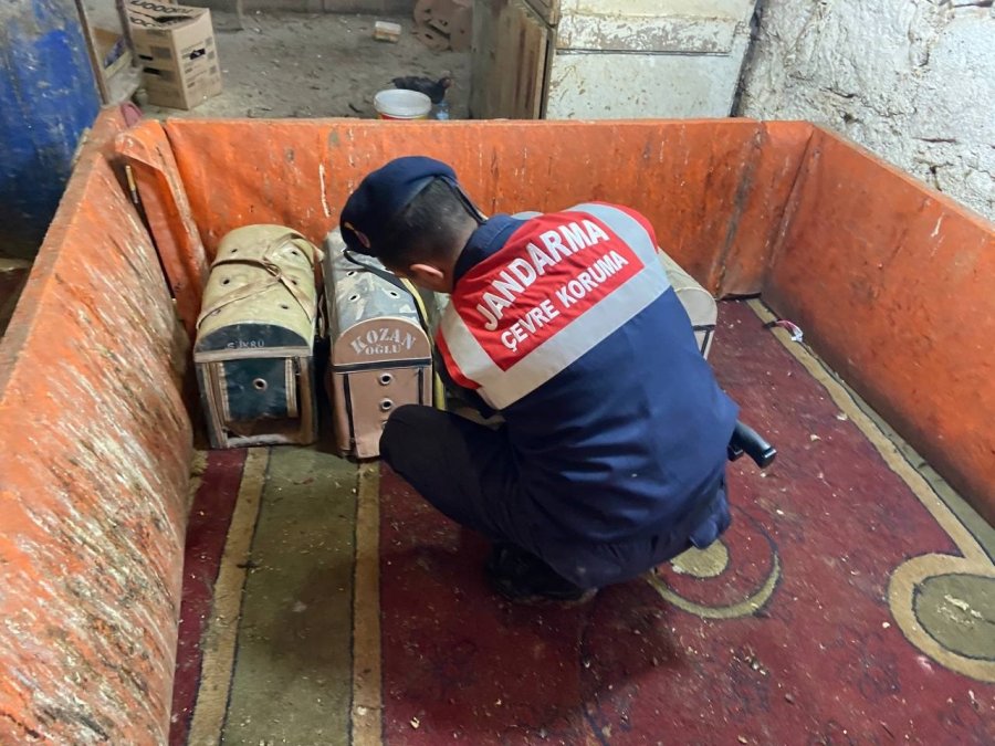 Horoz Dövüştürücülerine Jandarmadan Suçüstü