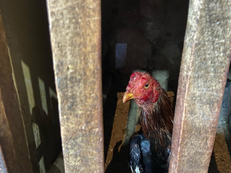 Horoz Dövüştürücülerine Jandarmadan Suçüstü