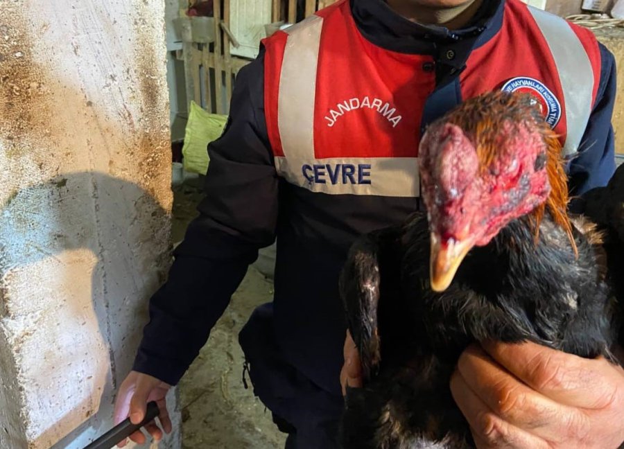 Horoz Dövüştürücülerine Jandarmadan Suçüstü