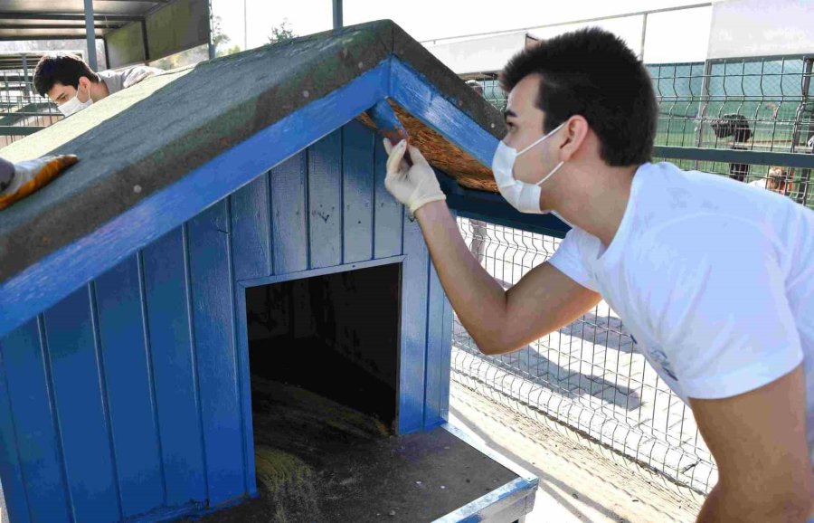 Konyaaltı’nda Sokak Hayvanlarına Öğrenci Eli Değdi