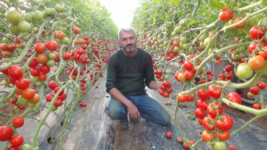 Mersin’de Örtü Altı Domates Hasadı Başladı