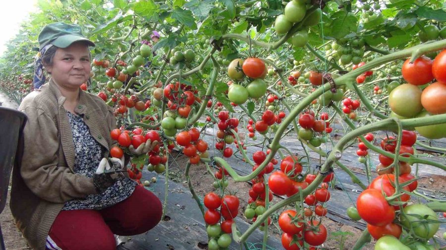 Mersin’de Örtü Altı Domates Hasadı Başladı