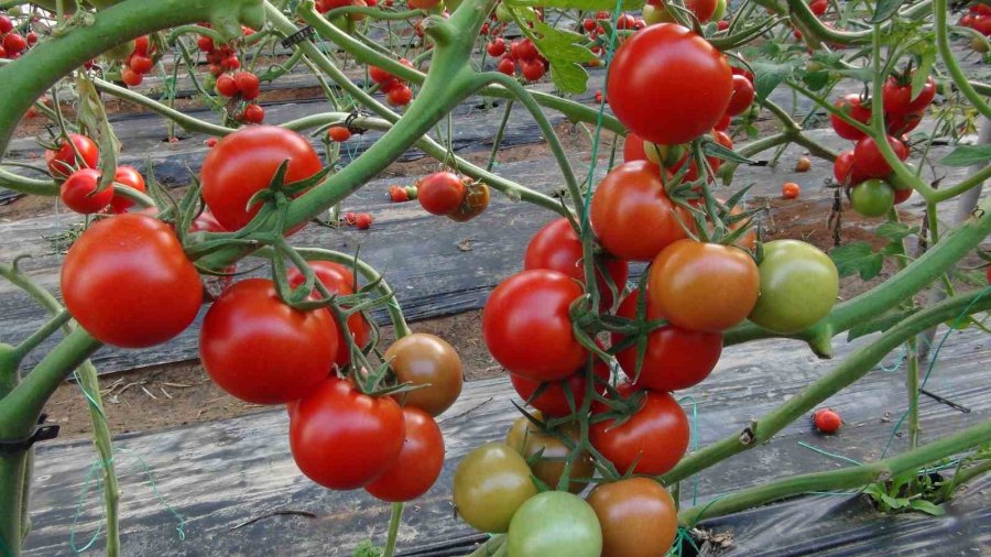 Mersin’de Örtü Altı Domates Hasadı Başladı