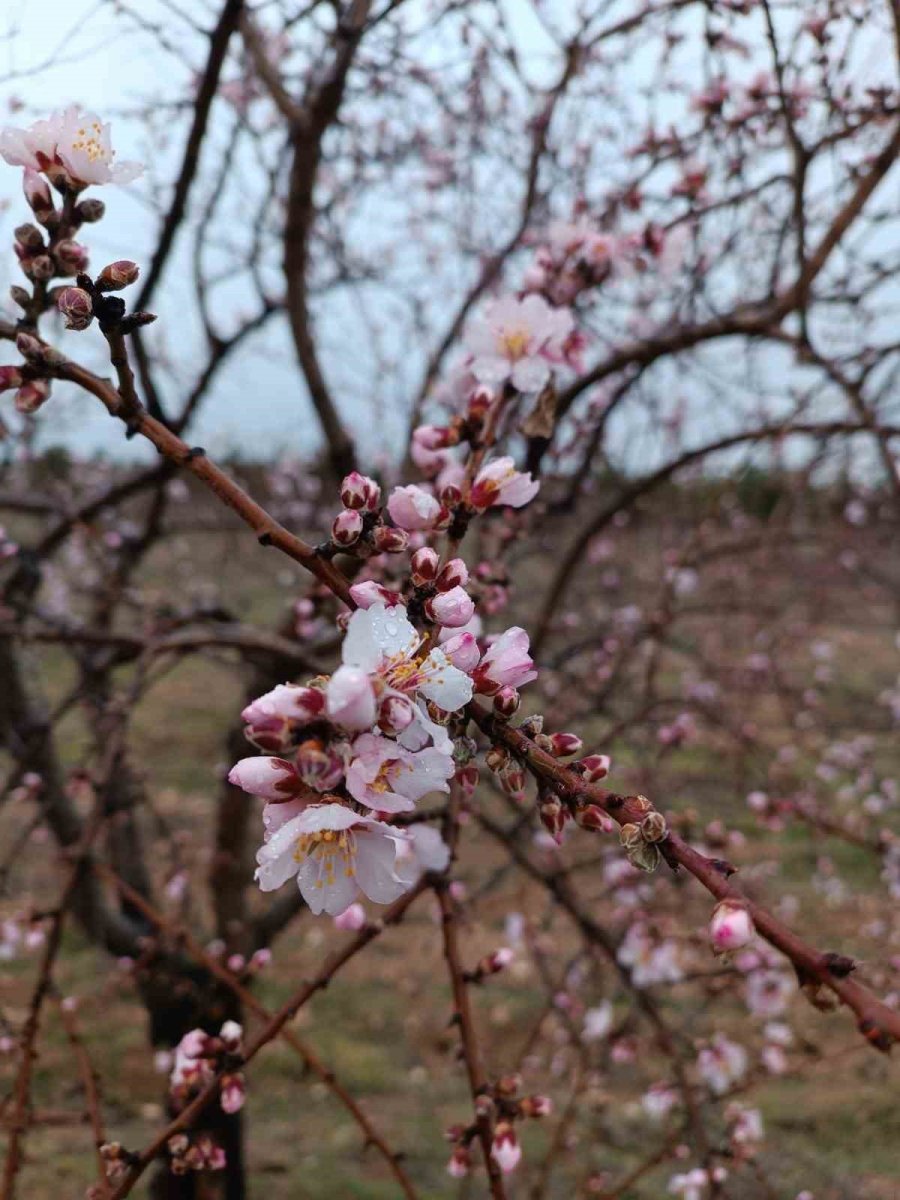 Konya’da Badem Ağaçları Erken Çiçek Açtı