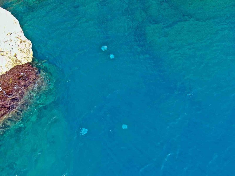 Dev Denizanalarının Sürü Halindeki Geçişleri Dron İle Görüntülendi