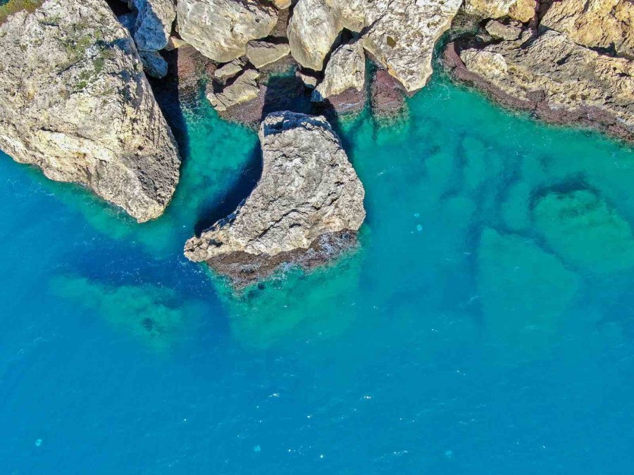 Dev Denizanalarının Sürü Halindeki Geçişleri Dron İle Görüntülendi