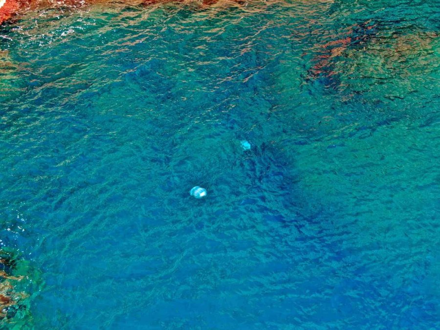 Dev Denizanalarının Sürü Halindeki Geçişleri Dron İle Görüntülendi