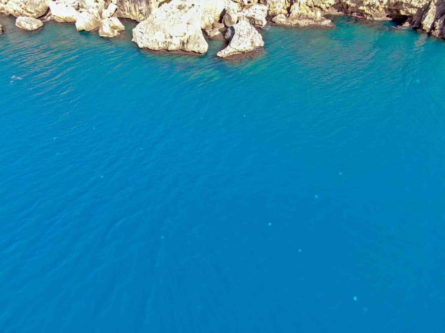 Dev Denizanalarının Sürü Halindeki Geçişleri Dron İle Görüntülendi