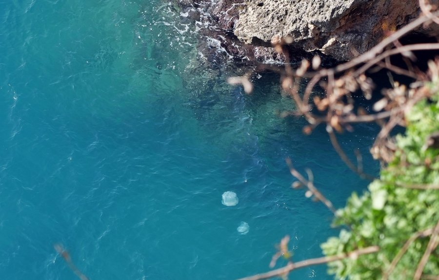 Dev Denizanalarının Sürü Halindeki Geçişleri Dron İle Görüntülendi