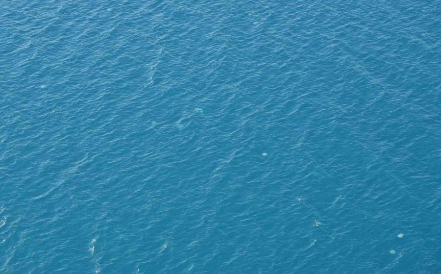 Dev Denizanalarının Sürü Halindeki Geçişleri Dron İle Görüntülendi