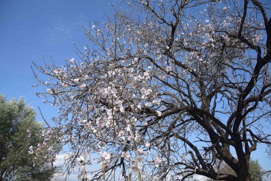 Antalya’da Meyve Ağaçları Çiçek Açtı