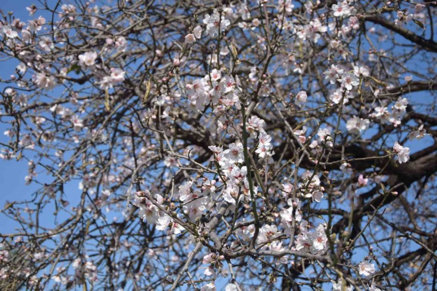 Antalya’da Meyve Ağaçları Çiçek Açtı