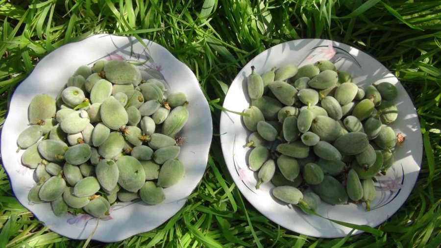 Türkiye’nin İlk Badem Çağlası Hasadı Mersin’de Yapıldı