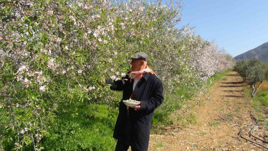 Türkiye’nin İlk Badem Çağlası Hasadı Mersin’de Yapıldı