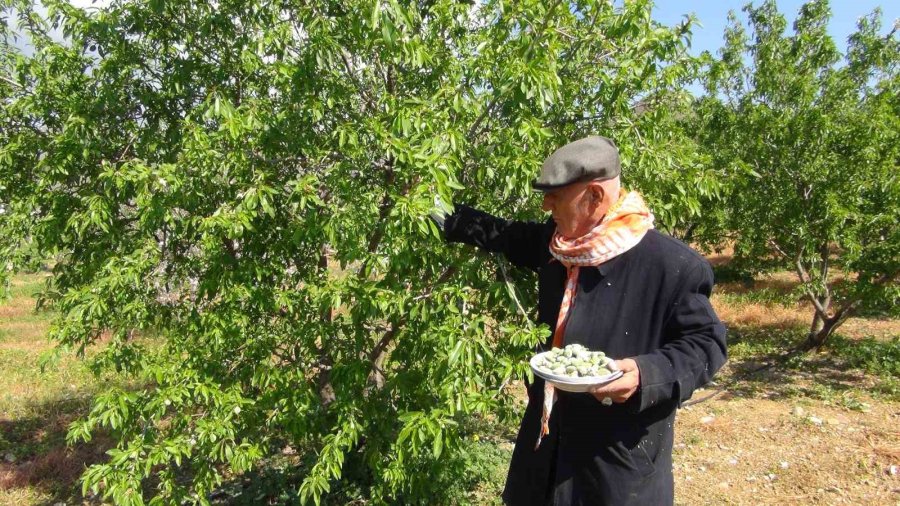 Türkiye’nin İlk Badem Çağlası Hasadı Mersin’de Yapıldı