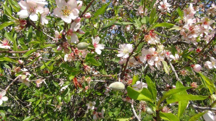 Türkiye’nin İlk Badem Çağlası Hasadı Mersin’de Yapıldı