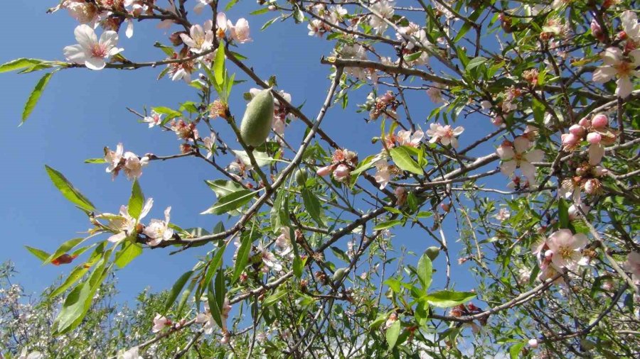 Türkiye’nin İlk Badem Çağlası Hasadı Mersin’de Yapıldı