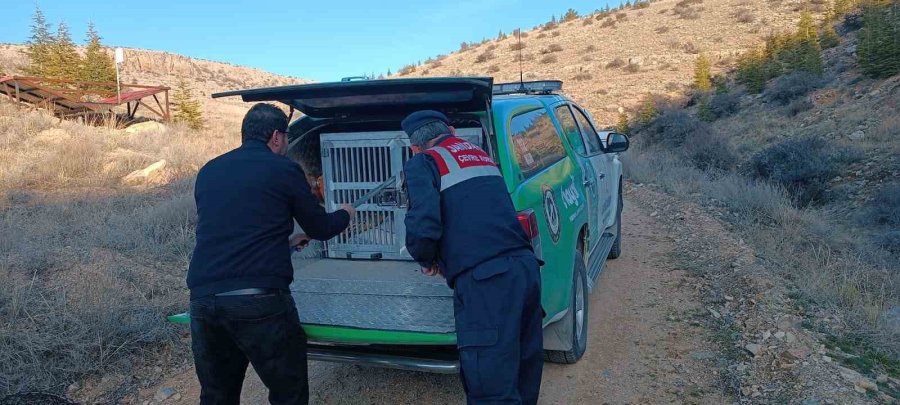 Karaman’da Çukura Düşen Tilki Kurtarıldı
