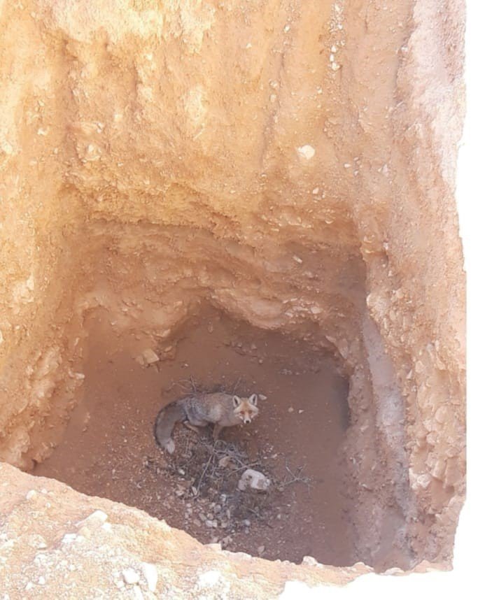 Karaman’da Çukura Düşen Tilki Kurtarıldı