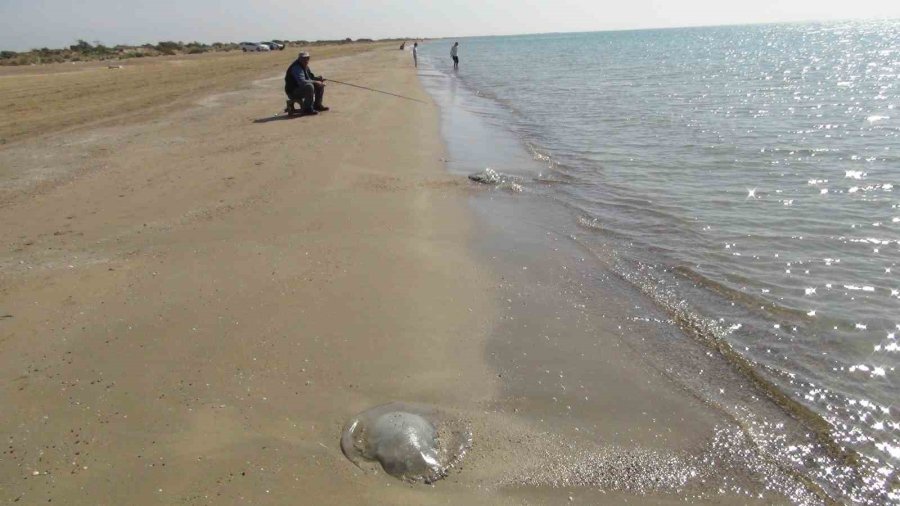 Deniz Anaları Akdeniz Sahillerine Akın Etti