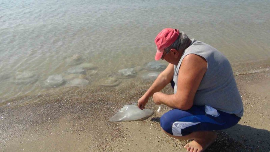 Deniz Anaları Akdeniz Sahillerine Akın Etti