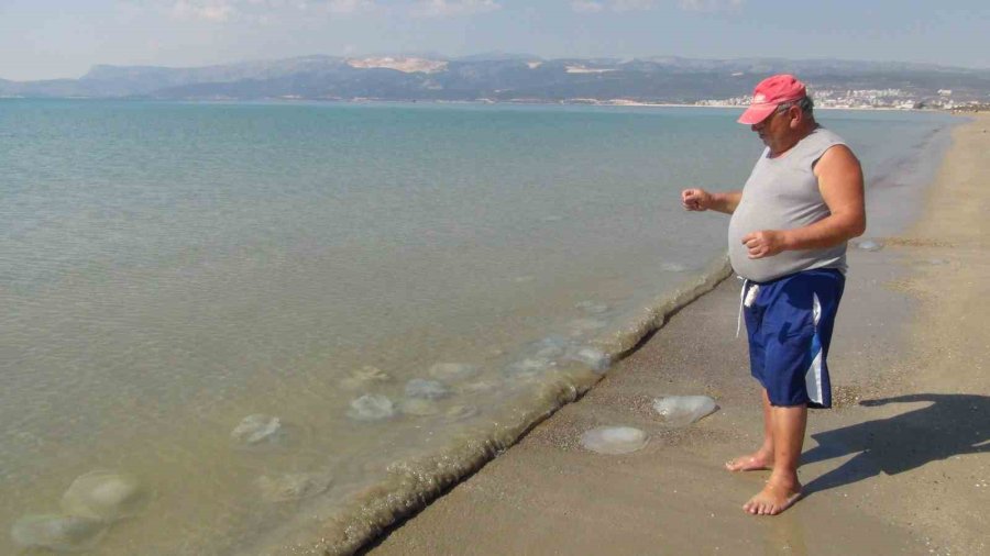 Deniz Anaları Akdeniz Sahillerine Akın Etti