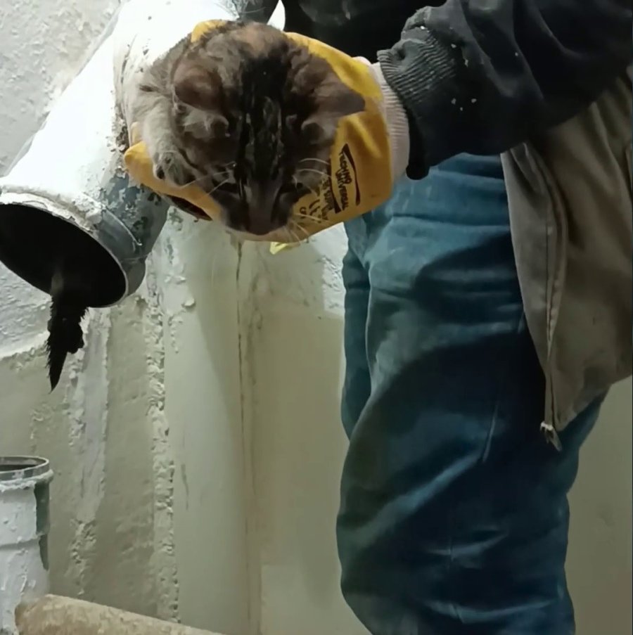 Lağım Borusuna Giren Yavru Kedi İçin Seferber Oldular