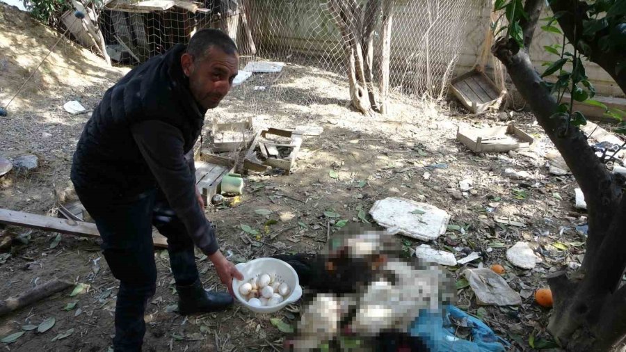 Başıboş Kurt Köpekleri Kümesteki Tavukları Telef Etti