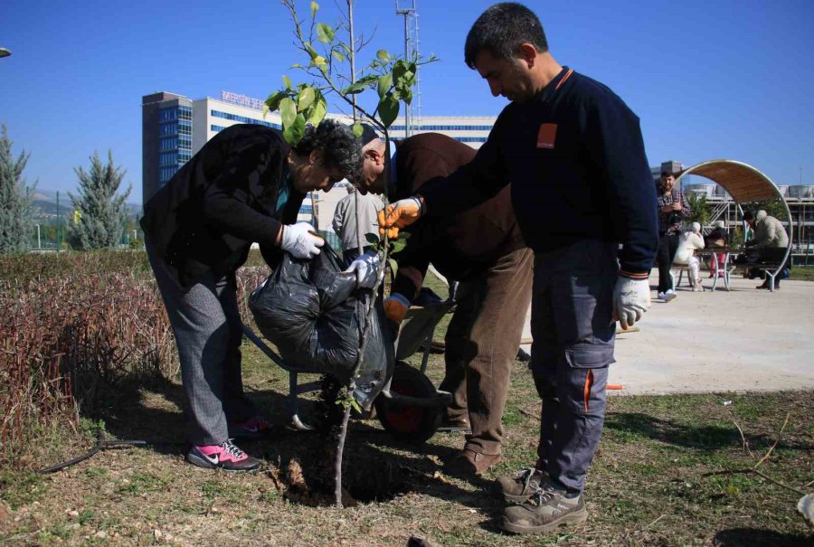 Yaşlılar Tedavi Gördükleri Hastanenin Bahçesine Fidan Dikti