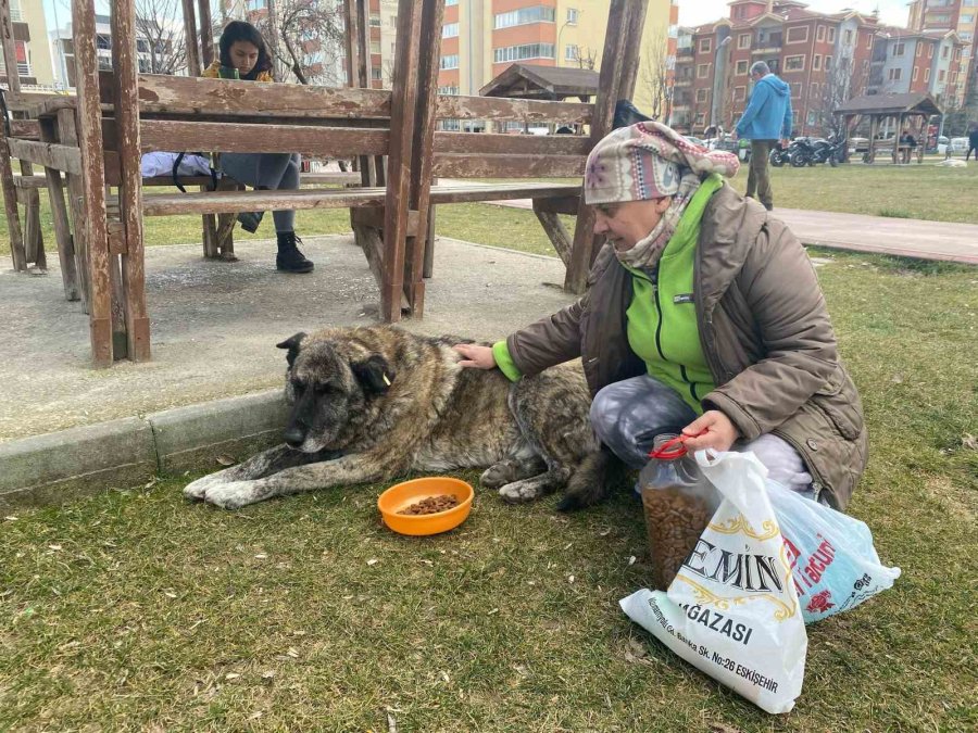 22 Yıldır Sokak Hayvanlarını Besliyor