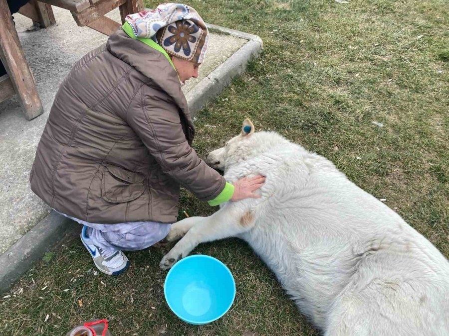 22 Yıldır Sokak Hayvanlarını Besliyor