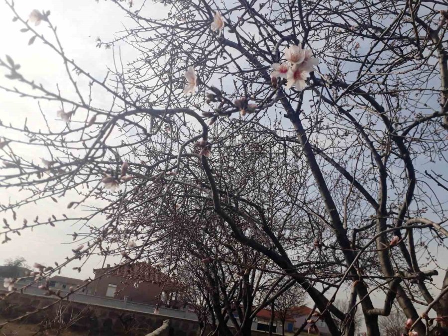 Konya’da Badem Ağaçları Çiçek Açtı